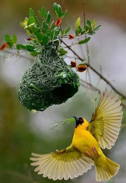 相生相克意思 小鳥在家裡築巢